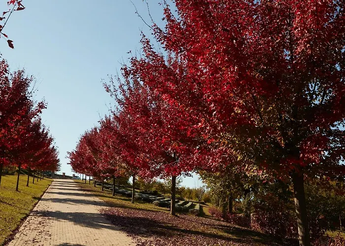 Cantina Dei 5 Sogni Lantgård Monforte dʼAlba